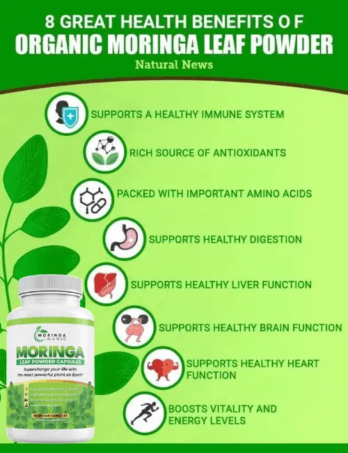 Moringa Magic Ingredients